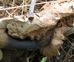 Chlorophyllum rhacodes