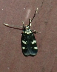Oegoconia novimundi