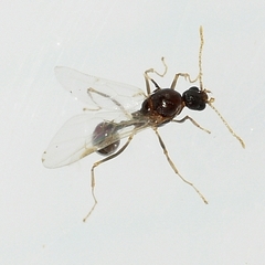 Aphaenogaster