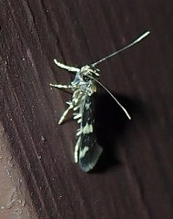 Oegoconia novimundi