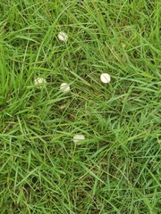 Fungi