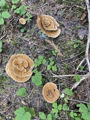 Phaeolus schweinitzii