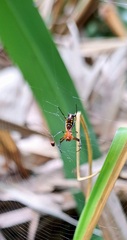Micrathena funebris