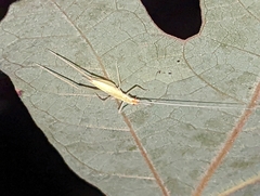 Oecanthus niveus