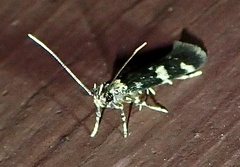 Oegoconia novimundi