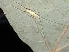 Oecanthus niveus