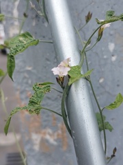 Convolvulus equitans equitans