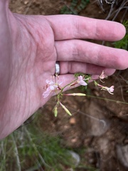 Oenothera suffrutescens