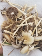 Fungi