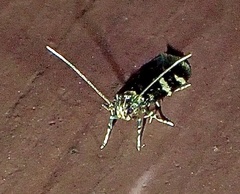 Oegoconia novimundi