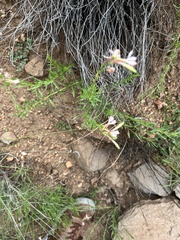 Oenothera suffrutescens
