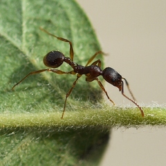 Aphaenogaster fulva