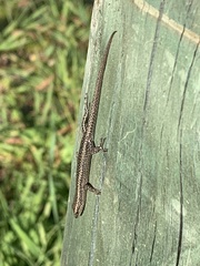 Cryptoblepharus buchananii