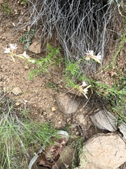 Oenothera suffrutescens