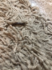 Lithobiomorpha