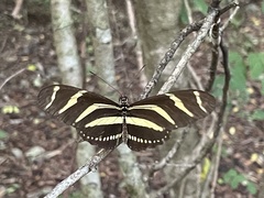 Heliconius charithonia vazquezae