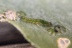 Chrysodeixis eriosoma