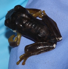 Ptychohyla hypomykter