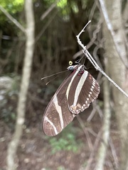 Heliconius charithonia vazquezae
