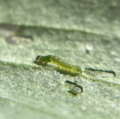 Chrysodeixis eriosoma