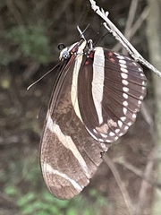 Heliconius charithonia vazquezae