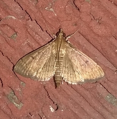 Herpetogramma phaeopteralis