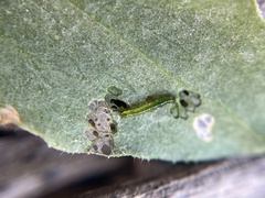 Chrysodeixis eriosoma