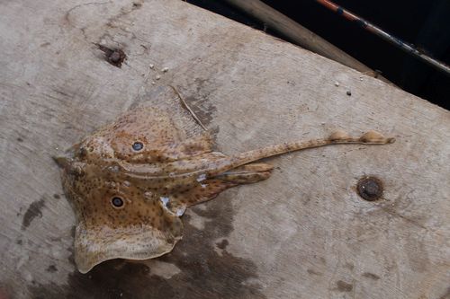 Raja miraletus