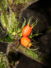 Hoffmannia limonensis