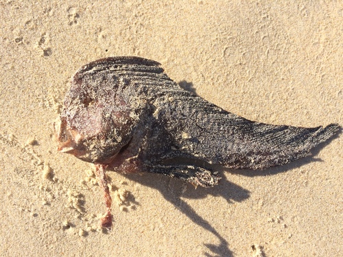 Pataecus fronto