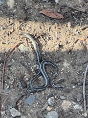 Masticophis lateralis