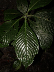 Hoffmannia limonensis image