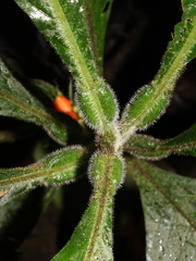 Hoffmannia limonensis