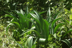 Agave desmettiana