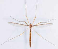 Tricyphona