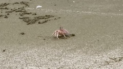 Ocypode gaudichaudii