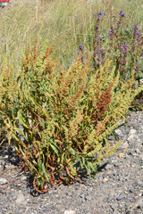 Rumex triangulivalvis