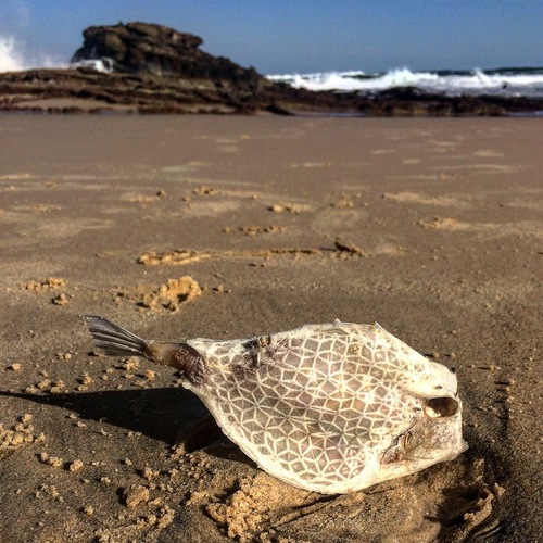 Tetrosomus reipublicae