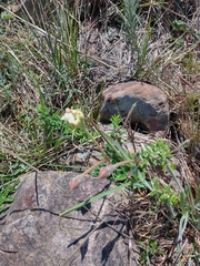 Mandevilla petraea
