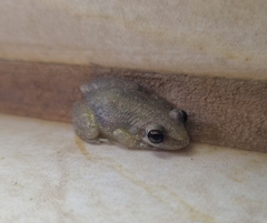 Scinax nasicus
