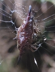Gasteracantha diardi