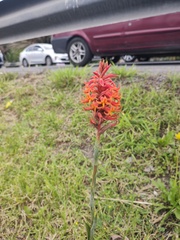 Dichromanthus cinnabarinus