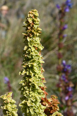 Rumex triangulivalvis