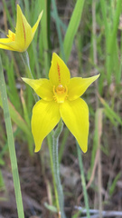 Caladenia flava