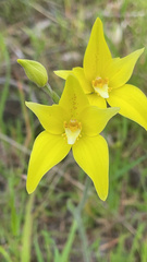 Caladenia flava