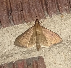 Herpetogramma phaeopteralis