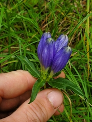 Gentiana linearis