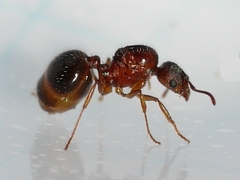 Aphaenogaster