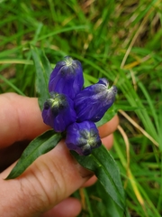Gentiana linearis