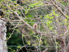 Phacellodomus sibilatrix